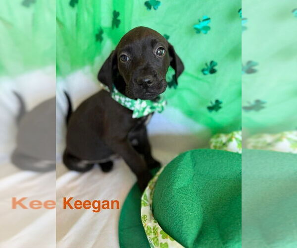 Medium Photo #1 Golden Labrador Puppy For Sale in Aurora, IN, USA