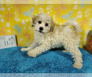 Medium Goldendoodle-Poodle (Toy) Mix