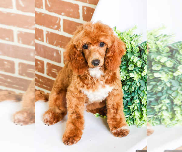 Medium Photo #4 Poodle (Toy) Puppy For Sale in SYRACUSE, IN, USA