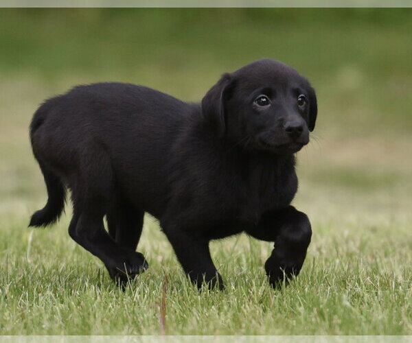 Medium Photo #4 Borador Puppy For Sale in Mechanicsburg, PA, USA