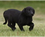 Small #3 Borador