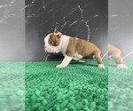 Small #7 Boston Terrier