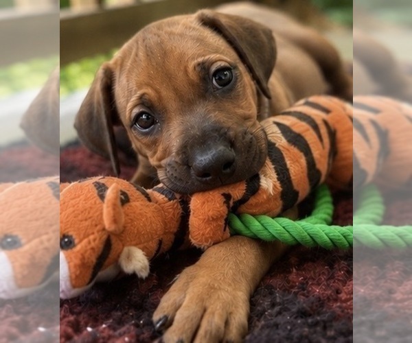 Medium Photo #8 Rhodesian Ridgeback Puppy For Sale in MADISON, GA, USA