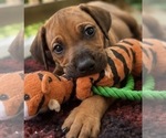 Small #7 Rhodesian Ridgeback
