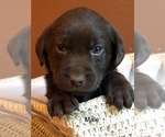Small Photo #4 Labrador Retriever Puppy For Sale in MONROE, GA, USA