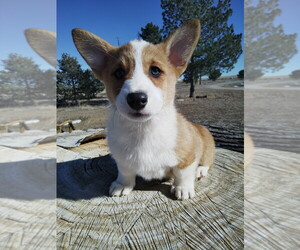 Pembroke Welsh Corgi Puppy for sale in KEENESBURG, CO, USA