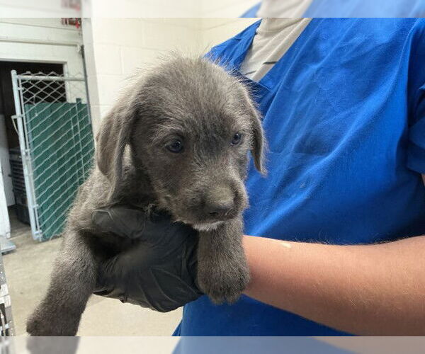 Medium Photo #1 Mutt Puppy For Sale in San Bernardino, CA, USA