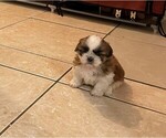 Small Photo #8 Shih Tzu Puppy For Sale in CLEARWATER, FL, USA