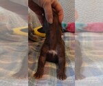 Small Photo #6 Great Dane Puppy For Sale in SPRAGGS, PA, USA