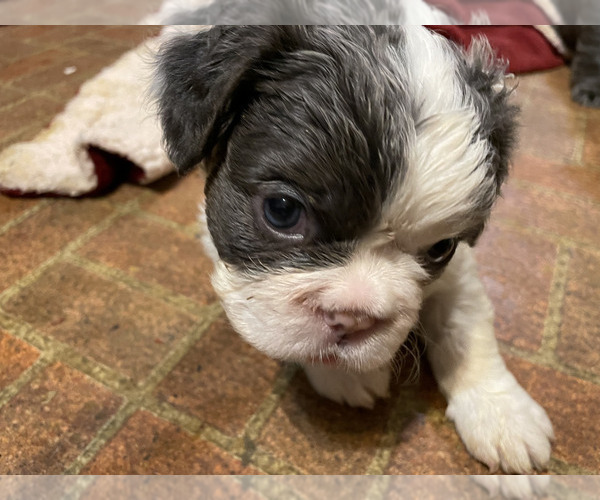 Full screen Photo #4 French Bulldog Puppy For Sale in SAND SPRINGS, OK, USA