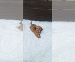 Small #1 Dachshund