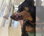 Small #3 Miniature Pinscher Mix