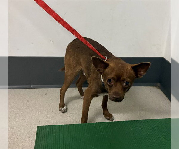 Medium Photo #1 Chihuahua-Unknown Mix Puppy For Sale in Corona, CA, USA