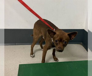 Chihuahua-Unknown Mix Dogs for adoption in Corona, CA, USA