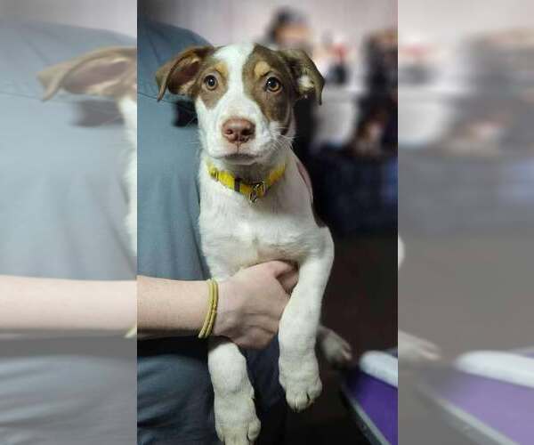 Medium Photo #3 Mutt Puppy For Sale in Coralville, IA, USA