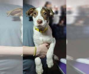 Maple - Female Mutt Dog for Adoption - Photo #3