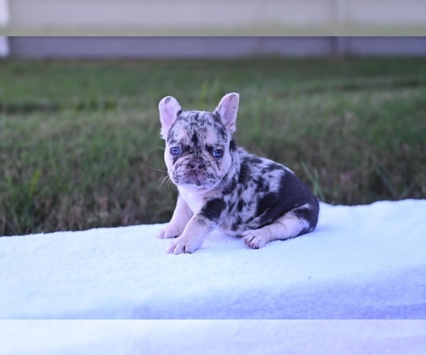 Medium Photo #2 French Bulldog Puppy For Sale in DECATUR, GA, USA
