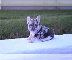Small Photo #15 French Bulldog Puppy For Sale in DECATUR, GA, USA