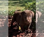 Small Photo #10 Labrador Retriever Puppy For Sale in LEASBURG, MO, USA