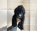 Small Photo #3 Goldendoodle Puppy For Sale in HOSCHTON, GA, USA