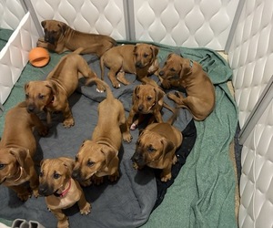 Rhodesian Ridgeback Puppy for sale in GARRETSON, SD, USA