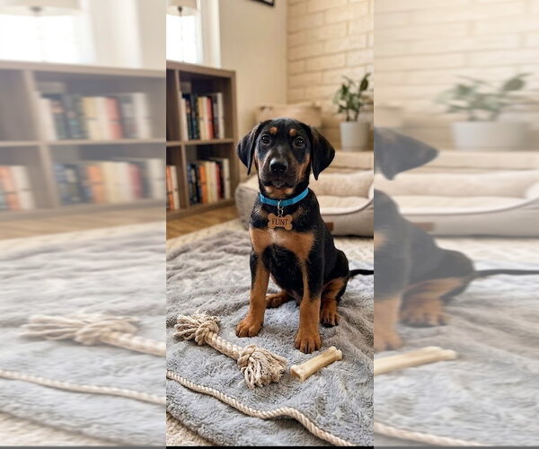 Medium Photo #1 Black and Tan Coonhound-Rottweiler Mix Puppy For Sale in Mooresville, NC, USA