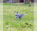 Small Photo #3 Australian Cattle Dog Puppy For Sale in LEAVENWORTH, IN, USA