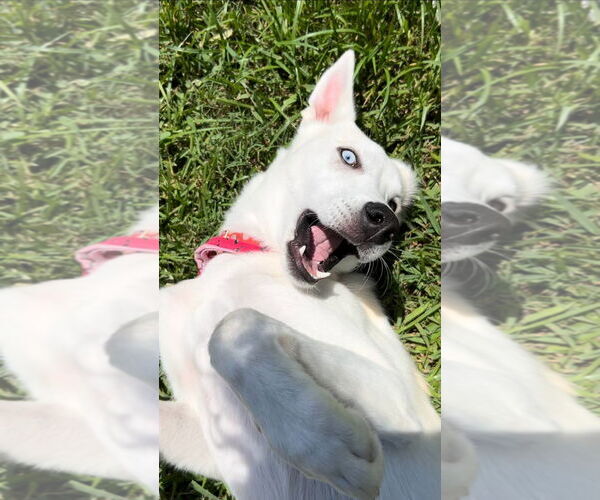 Medium Photo #13 Siberian Husky-Unknown Mix Puppy For Sale in Carrollton, TX, USA