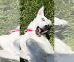 Small #12 Siberian Husky Mix