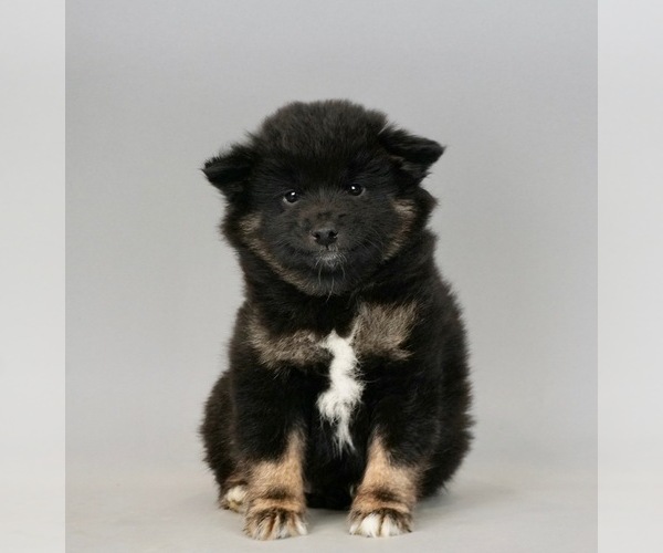 Medium Photo #3 Shiba Inu Puppy For Sale in WARSAW, IN, USA