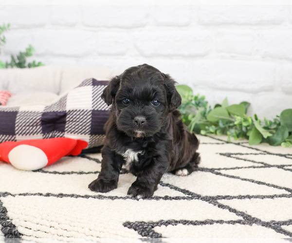 Medium Photo #3 Shih-Poo Puppy For Sale in SYRACUSE, IN, USA