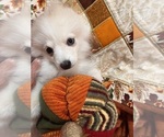 Small Photo #28 Pomsky Puppy For Sale in GOLDEN VALLEY, AZ, USA