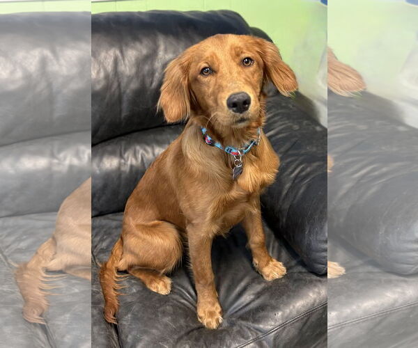 Medium Photo #1 Golden Retriever Puppy For Sale in Spring Lake, NJ, USA