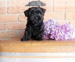 Puppy 1 Morkie-Poodle (Miniature) Mix