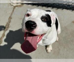 Mutt Dogs for adoption in Tulsa, OK, USA