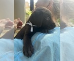 Small Photo #6 Labrador Retriever Puppy For Sale in SIMI VALLEY, CA, USA