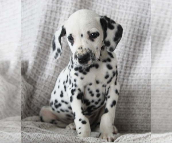 Full screen Photo #1 Dalmatian Puppy For Sale in FREDERICKSBURG, OH, USA