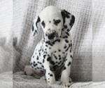 Small Photo #1 Dalmatian Puppy For Sale in FREDERICKSBURG, OH, USA