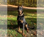Small #5 Beauceron