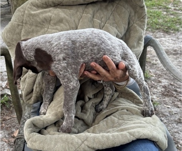 Medium Photo #3 German Shorthaired Pointer-German Wirehaired Pointer Mix Puppy For Sale in DEFUNIAK SPRINGS, FL, USA