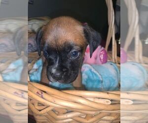 Boxer Puppy for sale in BLACKSBURG, SC, USA