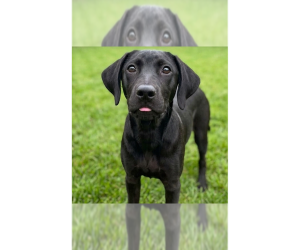 Medium Photo #1 Boxador Puppy For Sale in Grovertown, IN, USA