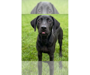 Boxador Dogs for adoption in Grovertown, IN, USA
