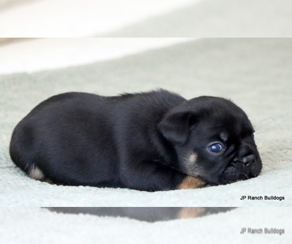 Medium Photo #10 French Bulldog Puppy For Sale in WINNSBORO, TX, USA