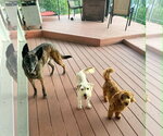 Small #7 Poodle (Miniature) Mix