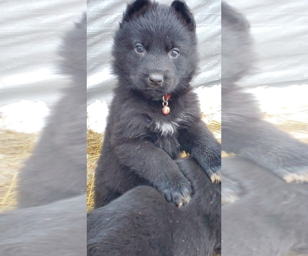 Medium Photo #10 German Shepherd Dog Puppy For Sale in COWGILL, MO, USA