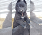 Small Photo #10 German Shepherd Dog Puppy For Sale in COWGILL, MO, USA