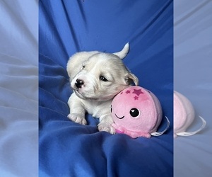 Golden Labrador Puppy for sale in LIVE OAK, FL, USA