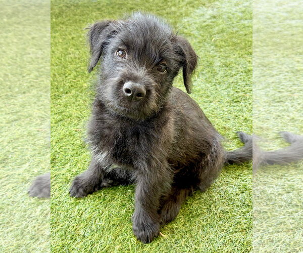 Medium Photo #3 Unknown-Wheaten Terrier Mix Puppy For Sale in Corona, CA, USA