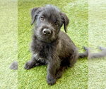 Small #2 Mutt